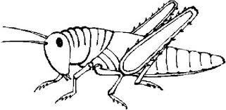 Grasshopper stock photos and images. Grasshopper Clipart Coloring Page Kids Play Color