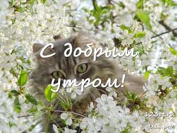 картинки с добрым утром и хорошего дня скачать бесплатно Dobrogo Utra I Horoshego Dnya Krasivaya Otkrytka Kartinka S Krasivymi Cvetami Dlya Zhenshiny Dlya Zheny Skachat Besplatno Skachat Bes Otkrytki Dobroe Utro Kartinki