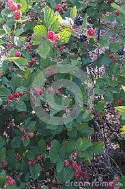 Types of fruit appies —m.9 and m.27 rootstocks produce fully dwarfed trees (6‑8′ tall and 4‑6′ tall respectively). 47 Oklahoma Fruit Trees Ideas Fruit Trees Growing Tree Fruit