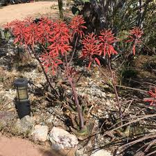 Image result for Aloe cameronii × greatheadii