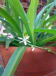 Image result for Chlorophytum anceps