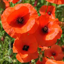 Save up to 50% on flowers and gifts. Flanders Poppy Plant Remembrance Poppy