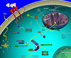 Mitochondria are central organelles controlling the life and death of the cell. Major Molecular Events Leading To Apoptosis In Animal Cells The Two Download Scientific Diagram