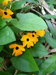Image result for Thunbergia stelligera