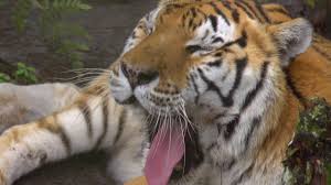 The sanctuary's dual mission is to provide a good home for the animals and to educate the public about the plight of big cats in the wild and in captivity. Big Cat Rescue In Tampa Wildtravelstv Com Youtube