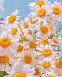 Filled with a beautiful medley of florals that are cheerful and bright, this botanical design makes a happy chic décor statement. Aesthetic Vibes Discovered By Applepie On We Heart It