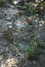 Image result for Perotis patens