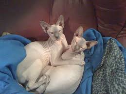 This message contains information from big cat rescue that may be confidential or privileged. New Braunfels Tx Sphynx Meet Whisker Minute A Pet For Adoption