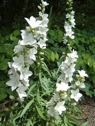 Campanule A Fleurs Larges Alba Campanula Latiloba Le Jardin Du Pic Vert Fleurs Campanule Fleurs Blanches