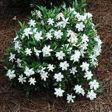 Salah satu tanaman bunga yang kerap ditanam di rumah adalah melati putih, yang memiliki nama latin jasminum sambac. Jual Tanaman Hias Melati Kaca Piring Mini Bunga Putih Wangi Berkualitas