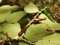 Image result for Crudia