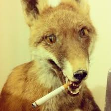 De flesta uppstoppade rävar, skator och harar i finland kom från. Daligt Uppstoppade Ravar