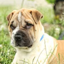 Please select petrescue id pet name group article. Pound Dogs Angus Sharpei Bulldog Mix Pup Dog Crossbreeds Dog Breeds Shar Pei Mix