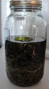 Faire Une Teinture Mere La Maceration Altheaprovence Teinture Mere Remedes Naturels Teinture