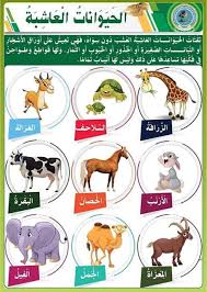التغذية عند الحيوانات الحيوانات العاشبة الحيوانات اللاحمة الحيوانات الكالشة بحوث مدرسية Learning Arabic Arabic Language Learn Arabic Online