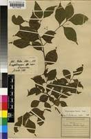 Image result for Cryptocarya woodii