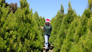 A wide variety of fake christmas trees options are available to you, such as type, christmas item type. Where To Buy Real Christmas Trees In Melbourne