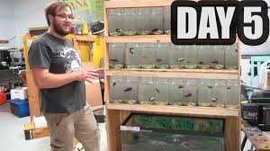 Building A Betta Rack Youtube