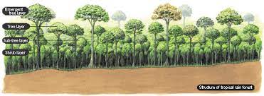 The Miyawaki Method For Restoring Tropical Forest Trees To Plant Urban Forest Natural Ecosystem