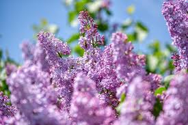 Free Image On Pixabay Lilac Olive Crop Purple Bloom In 2020 Flowering Shrubs Trees To Plant Shade Flowers
