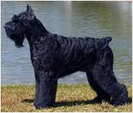 Giant Schnauzer Dog Breed Facts And Traits Hills Pet