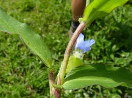 Image result for Commelina nigritana