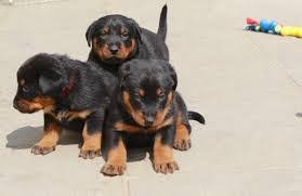 « featured breeders « premium breeders « photo puppies for sale « text puppies for sale « beauceron breed profile. Beauceron Puppies Magnificent Puppies For Sale Near Me Facebook