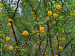 Image result for Acacia farnesiana