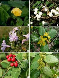 Image result for Abutilon hirtum