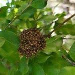 Image result for Galpinia transvaalica