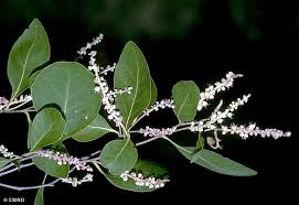 Image result for Homalium