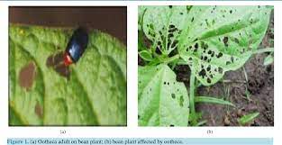 Maybe you would like to learn more about one of these? Pdf Potential Of Controlling Common Bean Insect Pests Bean Stem Maggot Ophiomyia Phaseoli Ootheca Ootheca Bennigseni And Aphids Aphis Fabae Using Agronomic Biological And Botanical Practices In Field Semantic Scholar