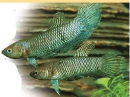 Pin On Betta Fish