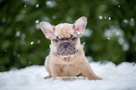 He is getting is first set of shots on 4/21 an. French Bulldog Coat Colors Nw Frenchies Breeder In Washington State Northwest Frenchies