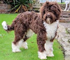 For some time now, the standard poodle crossbreeds have been growing in popularity. Asd Australian Labradoodle Puppies Hereford Herefordshire Pets4homes