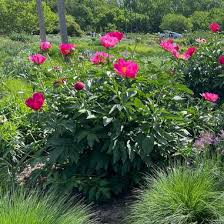 Louis landscaping company, o'hara outdoors offers complete landscaping services including design, installation, and maintenance for all of your landscaping elements. Paeonia Scarlett O Hara Scarlett O Hara Peony From Midwest Groundcovers