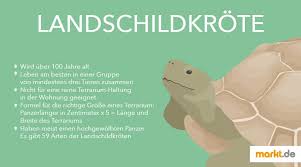 Denn schildkröten zu halten, ist keine reine privatsache. Pin Auf Markt De I Terraristik