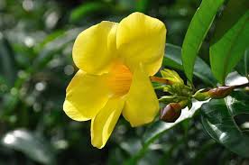Image result for Allamanda schottii