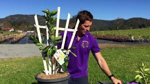 They all 3 produced great. Espalier Your Fruit Salad Tree Youtube