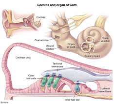 Image result for Presbycusis