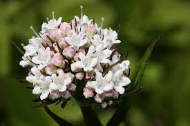 Image result for Valeriana capensis