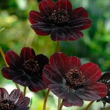 Cosmos are summer flowers grown for their cheery colors and ease of care. Cosmos Atrosanguineus The Chocolate Cosmos Is A Species Of Cosmos Native To Mexico Where It Is Extin Chocolate Cosmos Flower Black Flowers Chocolate Cosmos