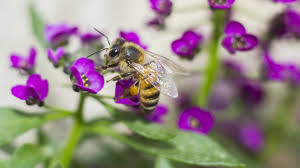 The 22 best flowers for bees. Winter Blooms For Busy Bees And Butterflies Garden Style San Antonio
