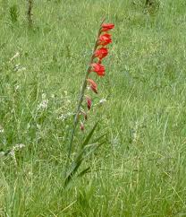 Image result for Gladiolus dalenii