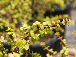 Image result for Acacia afra