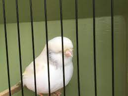 Wycombe remain five points adrift at bottom of table. Norwich Canaries For Sale Birdtrader