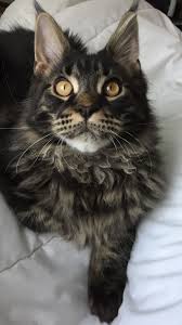 Black And Grey Tabby Cat Personality Pin On Cats