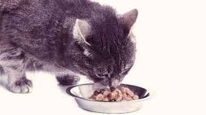 Read our hill's cat food review to learn how this brand stacks up. Semi Moist Cat Food And Mixed Food Diets Petcarerx