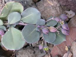Image result for Corbichonia decumbens