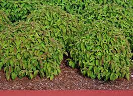 Check spelling or type a new query. Cornus Sericea Kelseyi Landscape Plants Oregon State University